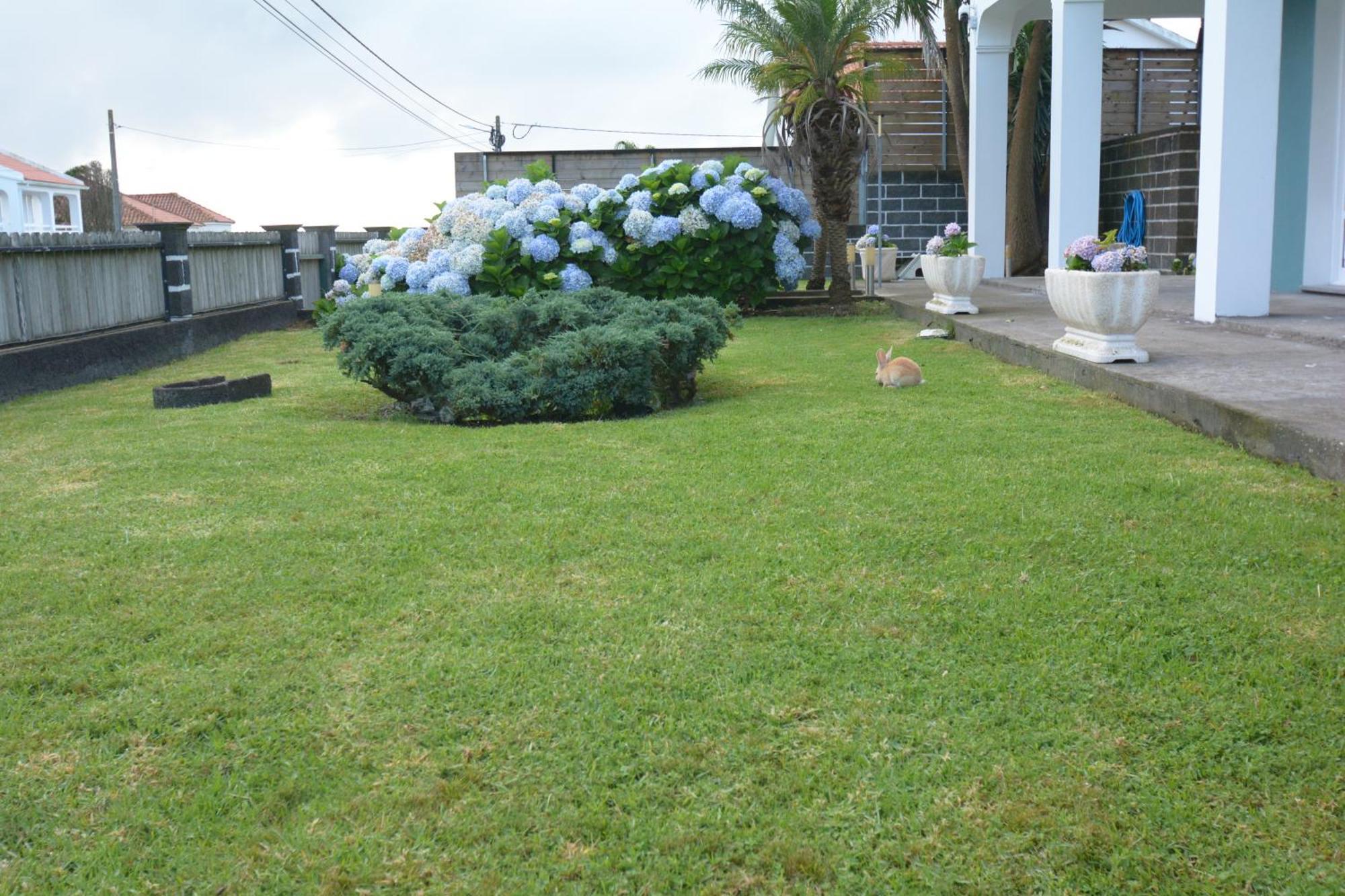 Casinha das Hortênsias Horta (Azores) Exterior foto