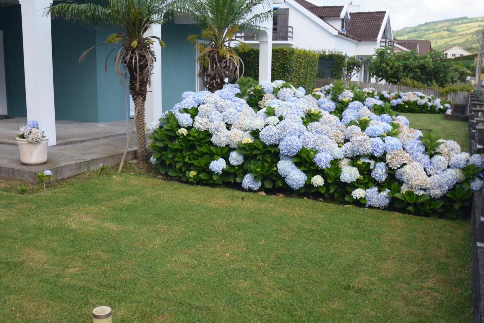 Casinha das Hortênsias Horta (Azores) Exterior foto